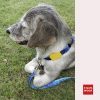 Mega Sale 2 Colors Designer Dog Collar With Stylish Patterns - Image 3